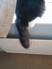 @Mrsflood is my cat part main coon