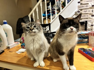 Can anyone identify these breeds?!