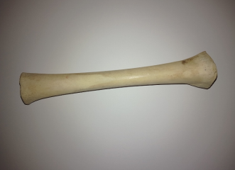 To wonder what kind of animals this is from?