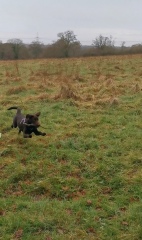 Puppy Survival Thread - for old and new pups heading into winter