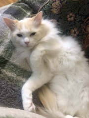 What compliments do you pay your cat?