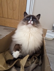 To feel guilty I have indoor cats?