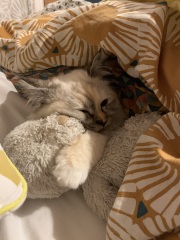 Birman cat wants to explore outside