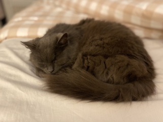 Pet photo thread