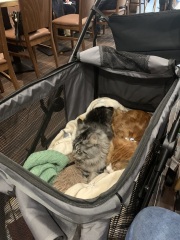 My Primark allows all dogs