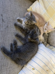 To get one kitten or two?