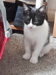 Kitten coming home this week :D