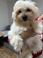 Need help identifying dog!