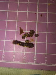 Look what came out my ear!