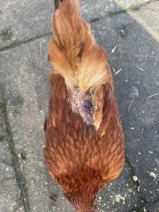 chicken now being pecked by the others (following loss of feathers) ! How do I help her? Photo included