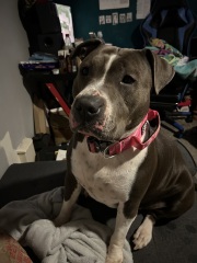 Getting dog assessed as NOT type?