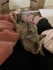 Christmas with the Excellent Cats