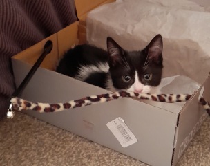 Kitten coming home this week :D