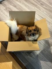 This is my DD’s rescue dog-and here’s the game.
