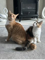 Tales and Tails and NMCs  -  the Excellent Cats March On