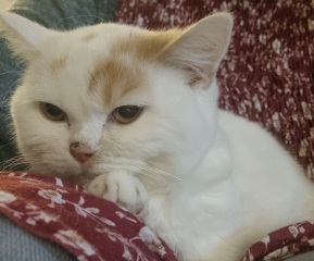 Advice needed for situation with poorly cat