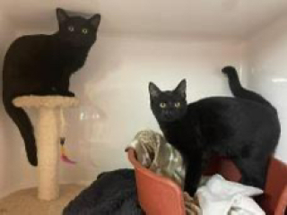 Would anyone like to meet our new babies?