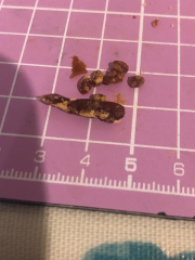 Look what came out my ear!