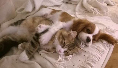 Pet photo thread