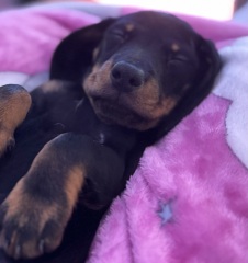 Pet photo thread