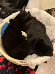 Would anyone like to meet our new babies?