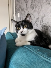 New kittens - where should they sleep?