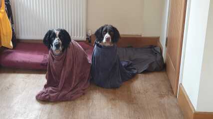 Do your dogs get walked every day, regardless of the weather ? How do they react to going out in the wet and cold ?
