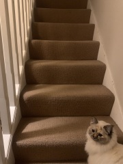 Show me your non-grey stair carpets!