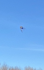 Help identify this UFO from my walk today (photos attached)?