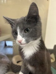 New Kittens