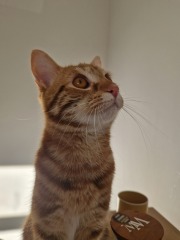 Anxious Cat