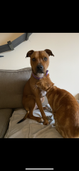 Will my dog be classed as a ‘type’?