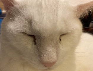 Eye boogers