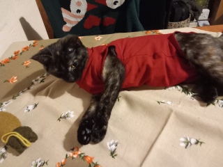Kitten vests