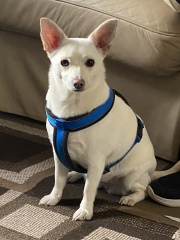 I've never had a dog in my life, but I'm looking at chihuahuas