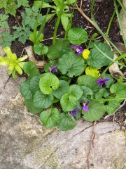 What have you done in the garden today? Part 3