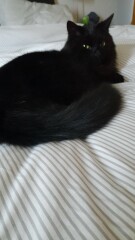 What compliments do you pay your cat?