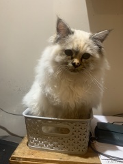 Birman cat wants to explore outside