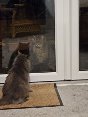 Thug cat part 5 - For he will not do destruction, if he is well-fed, neither will he spit without provocation.