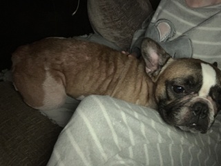 French Bulldogs - Why so much negativity on here?