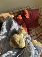 Christmas with the Excellent Cats