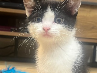 New kittens