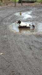 Do your dogs get walked every day, regardless of the weather ? How do they react to going out in the wet and cold ?