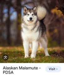What is this dog breed?!