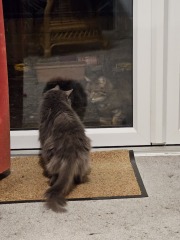 Thug cat part 5 - For he will not do destruction, if he is well-fed, neither will he spit without provocation.