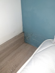 Mould/damp advice