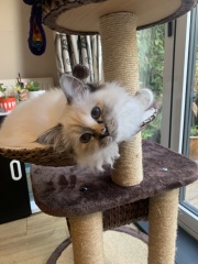 To feel guilty I have indoor cats?