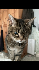 I had my cat euthanised last night