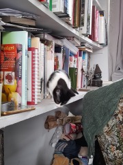 Kitten coming home this week :D