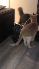 Tales and Tails and NMCs  -  the Excellent Cats March On